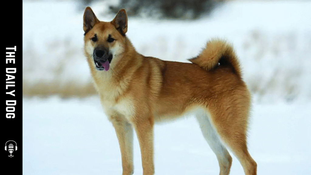 Hallefors Elkhound: A Proud Nordic Guardian and Family Companion