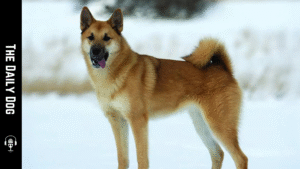 Hallefors Elkhound: A Proud Nordic Guardian and Family Companion