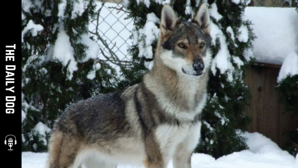 Kugsha Dog Breed: A Practical Profile for Prospective Owners