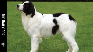 The Landseer: A Noble Working Breed with a Distinctive Black-and-White Coat
