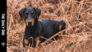 Montenegrin Mountain Hound: A Loyal Alpine Tracker with Quiet Dignity