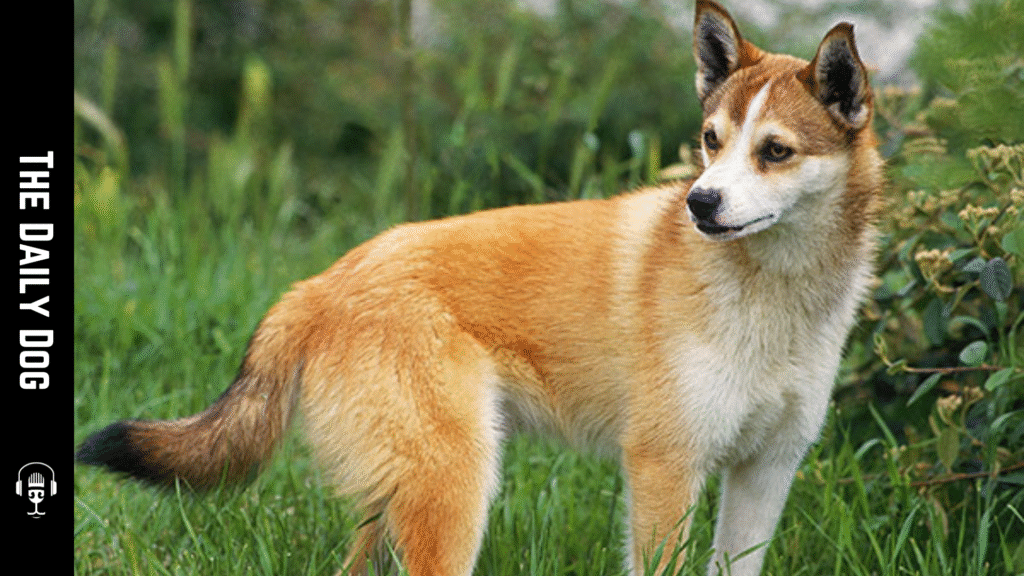 Norwegian Buhund: The Energetic, Loyal Spitz-Type Herding Dog With Viking Roots