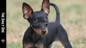 Pinar: Pražský krysařík (Prague Ratter): A bold, elegant companion in a tiny package