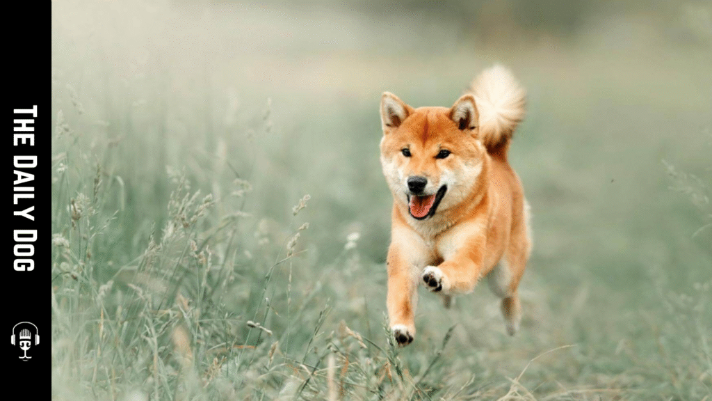 Sanshu: The Loyal and Elegant Japanese Dog Breed