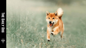 Sanshu: The Loyal and Elegant Japanese Dog Breed