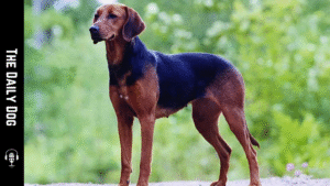 Schillerstövare: The Nordic Scent Hound with Endurance, Courage, and Quiet Confidence
