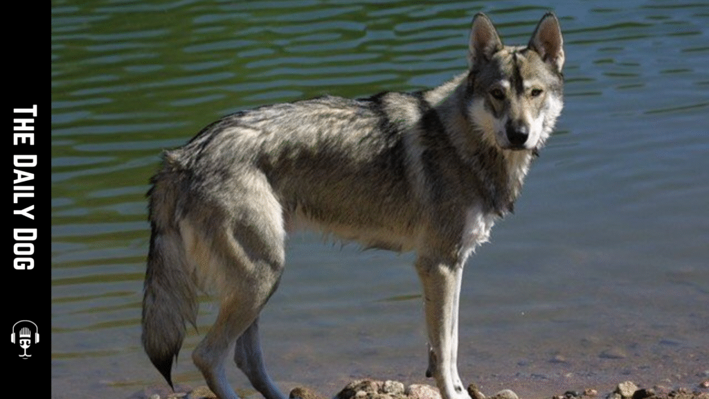 Tamaskan Dog Breed: Temperament, Care, and What Owners Should Know