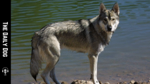 Tamaskan Dog Breed: Temperament, Care, and What Owners Should Know