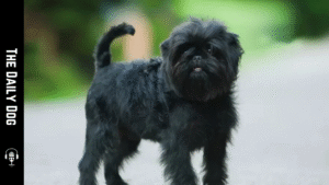 Tibetan Kyi Apso: A Noble Companion for Mindful Owners