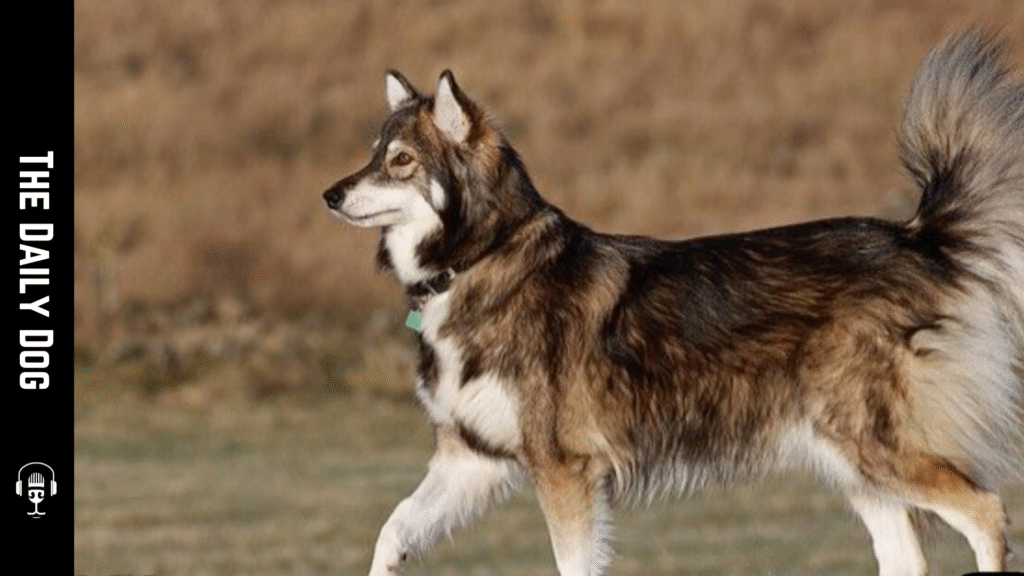 Utonagan Dog Breed: The Majestic Northern Sled Dog