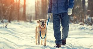 Why a Weekend in Hawaii or a Car Repair Won’t Change Your Life, But Professional Dog Training Will