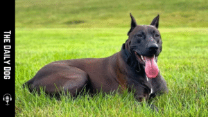 Canis Panther: The Elegant and Versatile Dog Breed
