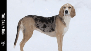 Dunker Dog Breed: History, Temperament, Care, and Training