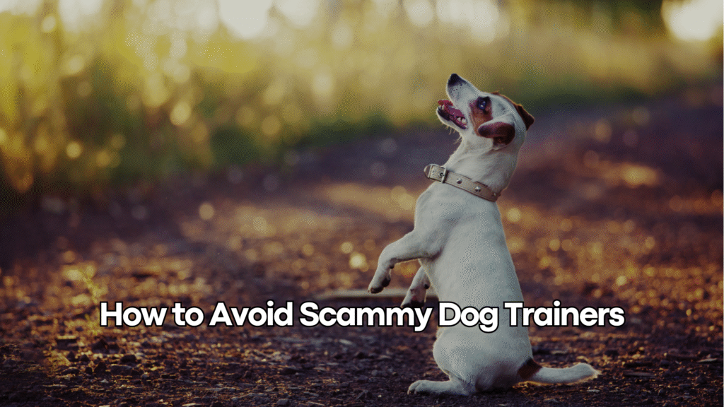 Spotting the Red Flags: How to Identify Scammy Dog Trainers