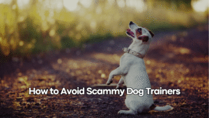 Spotting the Red Flags: How to Identify Scammy Dog Trainers