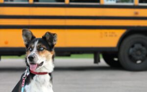 Your Kids Are Heading Back to School—Maybe Your Dog Should Too (Don’t Wait Before We Fill Up)