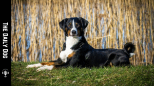 The Appenzeller Sennenhunde: A Vibrant, Loyal Companion for Active Homes