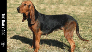The Bruno Jura Hound: A Loyal, Athletic Companion for the Modern Famil