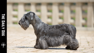 The Cesky Terrier: A Small Dog with Big Character and Timeless Charm