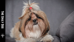 The Chinese Imperial Dog: Elegance, History, and a Loyal Companion for Modern Homes