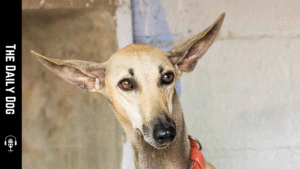 Chippiparai: The Silent Sighthound of India and Its Enduring Elegance