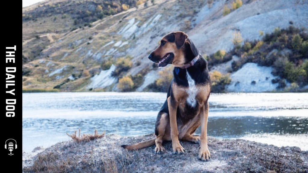 The Huntaway: A Spirited New Zealand Guardian with Enduring Versatility