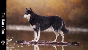 Lapponian Herder: A Timeless Finnish Breed Built for Endurance and Loyalty