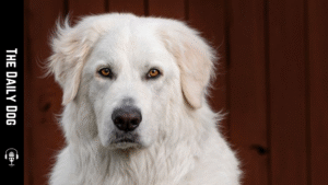 The Maremma Sheepdog: A Noble Guardian for Modern Families and Livestock