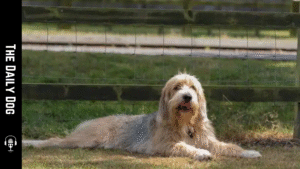 Otterhounds: The Loyal, Industrious Water Dog with a Rich Heritage