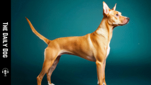 The Pencil-tail Feist: A Quietly Dynamic Companion for Active Homes