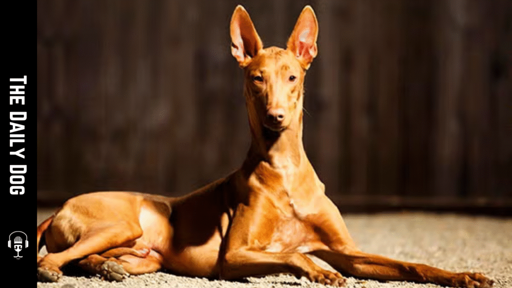 Pharaoh Hound: Elegance, Speed, and a Storied Heritage