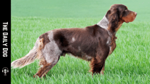 The Picardy Spaniel: A Loyal French Pointer with Distinctive Charm