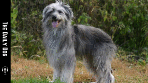 The Pyrenean Shepherd: An Agile, Intelligent Companion with Timeless Appeal