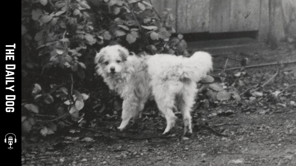 The Salish Wool Dog: An Enduring Native Breed That Weaves History Into Every Strand