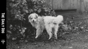 The Salish Wool Dog: An Enduring Native Breed That Weaves History Into Every Strand