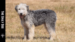 Smithfield & Tasmanian Dog: A Loyal Companion with Quiet Strength