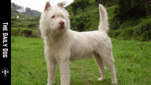 The Xiasi Dog: A Silent Guardian with a Rich Southern Chinese Heritage