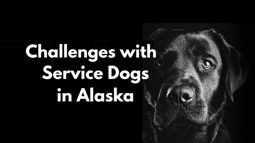 Wolfgang’s Epic Journey Home: A Service Dog Heads to a Remote Alaskan Town