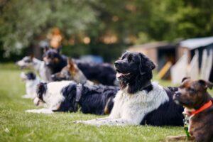 Why Dog Training Costs Less Than You Think