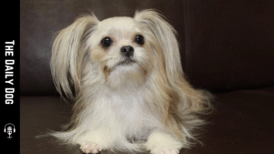 The Mi-Ki: A Petite Companion with a Timeless, Elegant Spirit