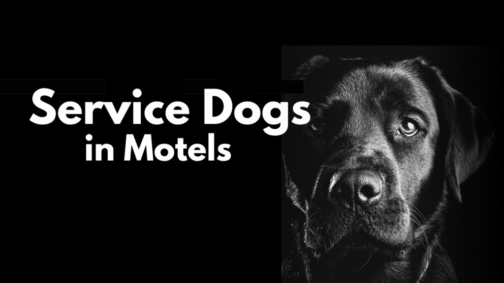 Service Dogs, Travel, and the Challenges of Accessibility in Alaska