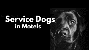Service Dogs, Travel, and the Challenges of Accessibility in Alaska