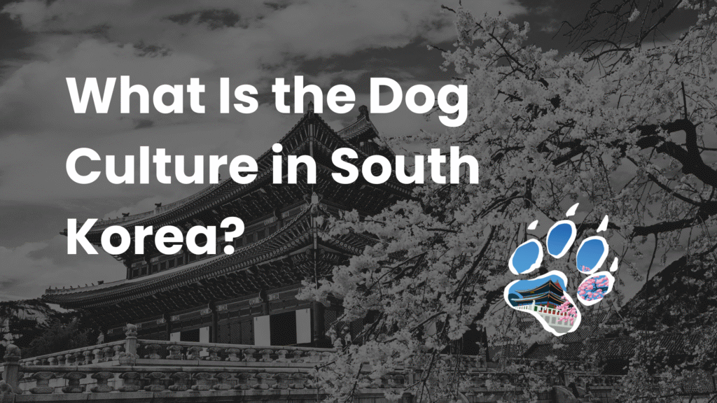 What Is the Dog Culture in South Korea?