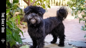 Affenpinscher: An Elegant, Bold Companion for Bold Living