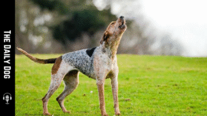 American English Coonhound: A Loyal Trailblazer with Bold Work Ethic