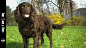 American Water Spaniel: A Loyal, Versatile Companion with Classic Southern Charm