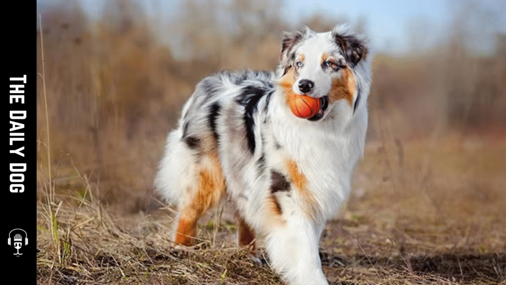 Australian Shepherd: A Loyal, Energetic Companion that Elevates Active Lifestyles
