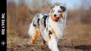Australian Shepherd: A Loyal, Energetic Companion that Elevates Active Lifestyles