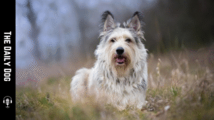 Berger Picard: A Bold, Loyal Companion with Timeless Charm