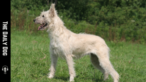 The Bouvier des Ardennes: A Loyal, Energetic Working Dog for Adventurous Homes